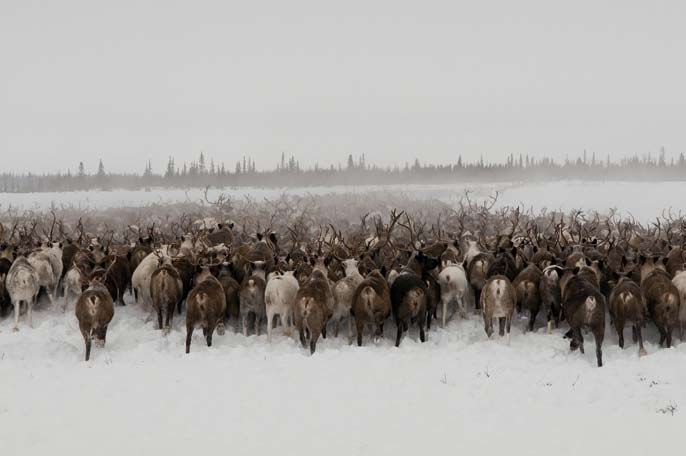 Transhumance. Région autonome Nenets. Février 2008.
