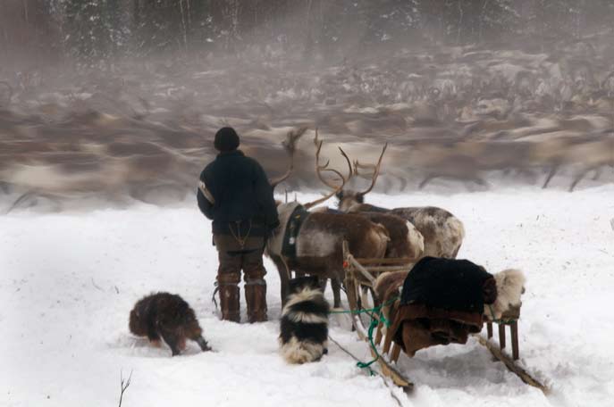 Rassemblement du troupeau. Région autonome Nenets. Février 2008.