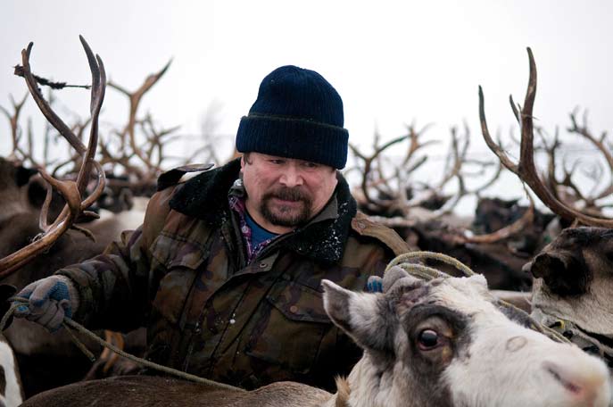 Choix des rennes d’attelage. Sergeï Sobolev. Région autonome Nenets. Février 2008.