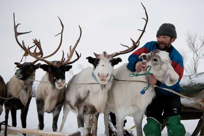 Attelage des rennes. Alexeï Khatanzeisky. Région autonome Nenets. Février 2008.