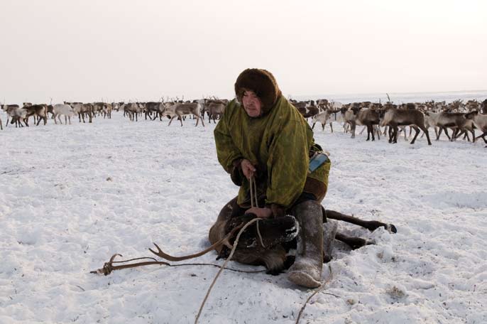 Ylia Lebkov ligote un renne pour le ramener à la brigade. Région autonome Nenets. Février 2008.