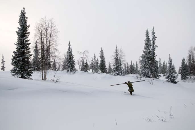 Ylia Lebkov rapporte le bois coupé à son bourane. Région autonome Nenets. Février 2008.