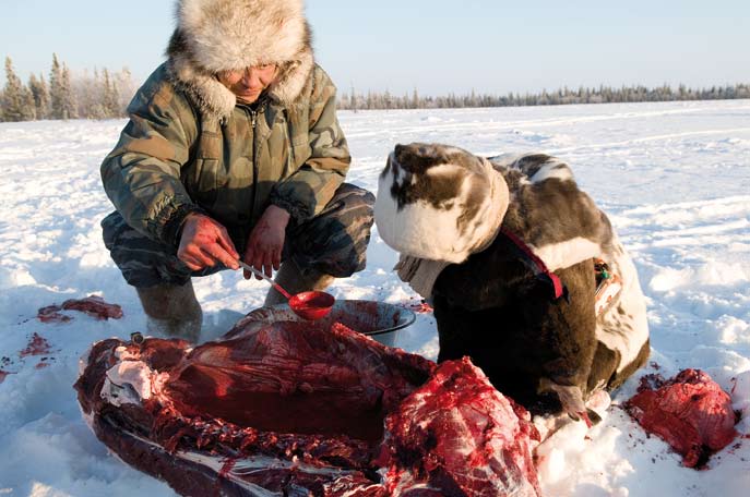 Le sang de renne encore chaud est un raffinement. Région autonome Nenets. Février 2008.