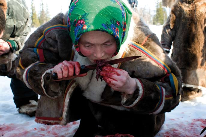 Festin de renne. Péninsule de Yamal. Mars 2008.