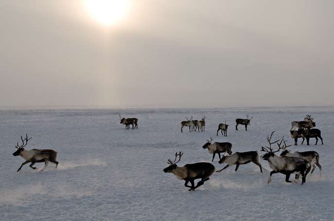 Troupeau affolé. Région autonome Nenets. Février 2008.