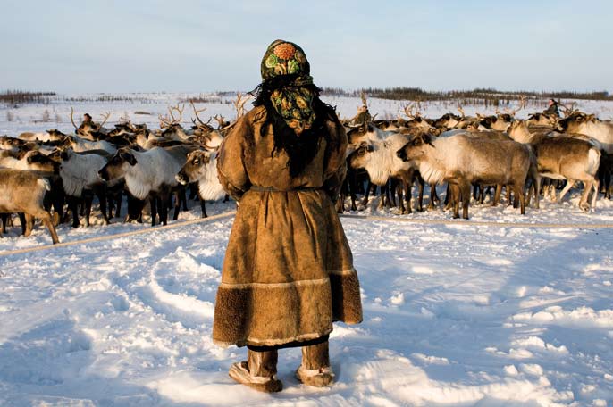 Ludmila Seratetto devant son troupeau à la tombée du jour. Péninsule de Yamal. Mars 2008.