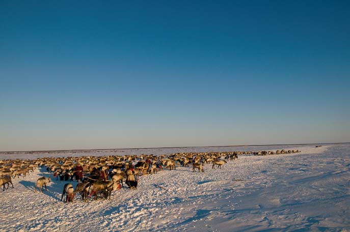 Premier jour d’arguish. Péninsule de Yamal. Mars 2008.