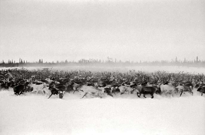 Transhumance. Région autonome Nenets. Février 2008.