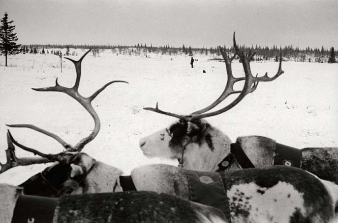 L’attente du troupeau. Région autonome Nenets. Février 2008.