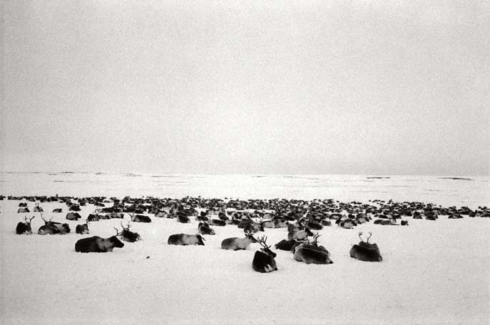 Le repos. Péninsule de Yamal. Mars 2008.